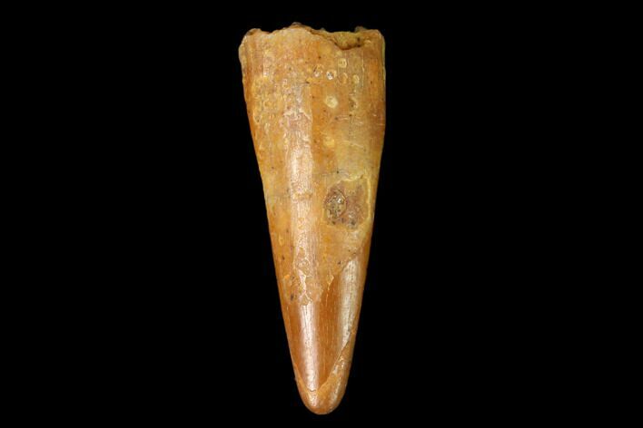 Fossil Pterosaur (Siroccopteryx) Tooth - Morocco #159088